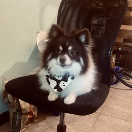 Shelby - Pomeranian