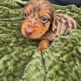Kodak - Dapple male Dachshund puppy in West Haven, Utah from Doxie Trails LLC