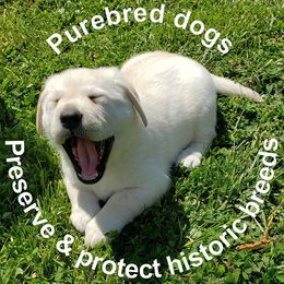 Labrador Retriever Puppies from Prairie Rose Retrievers