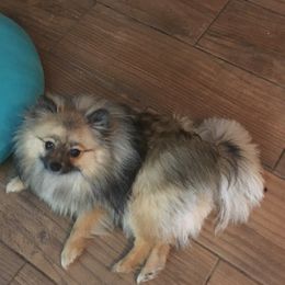 Tink - Pomeranian