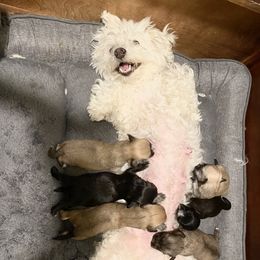 French Bulldog, Mal-Shi, Maltipoo, and Shih Tzu Puppies from NC Stellar Puppies