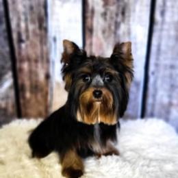 Choncho - Yorkshire Terrier