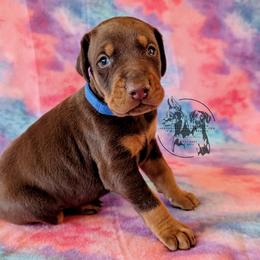 Blue Collar Male Amethyst and Sage - Red and rust male Doberman Pinscher puppy in Spencer, Indiana from Jackson's Dobermans