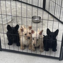 Scottish Terrier Puppies from Pilot Mtn Scottie’s