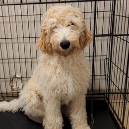 Olaf - Cream Labradoodle puppy in California from Daisy Uribe's Labradoodles
