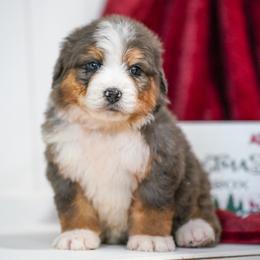 Layton - Merle male Bernedoodle puppy in Dundee, Ohio from Down Home Doodle