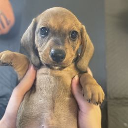 Boy 2 - Red Dachshund puppy in Chico, California from Hursh’s Hounds