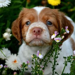 Pepper - Orange roan female Brittany puppy in Hollidaysburg, Pennsylvania from Royal Flush Farms