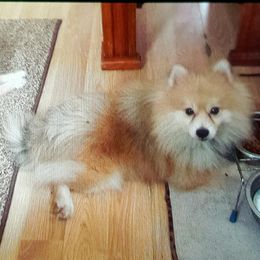 Pomeranian Puppies from Jonna's Poms