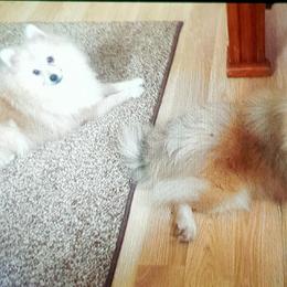 Pomeranian Puppies from Jonna's Poms