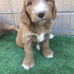 Goldendoodle Puppies from Golden Law Kennels