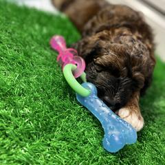 Saint Berdoodle Puppies from Highland Ridge Doodles