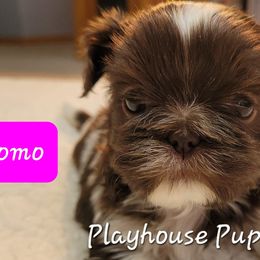 Miniature Schnauzers and Shih Tzus from Playhouse Puppies
