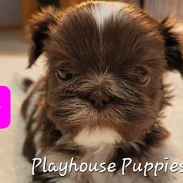Miniature Schnauzers and Shih Tzus from Playhouse Puppies