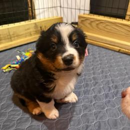 Macchiato - Black tri-color male Australian Shepherd puppy in Holly, Michigan from Groveland's Haus of Aus