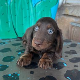 Hersey - Chocolate and tan male Dachshund puppy in Hawley, Texas from Foxy’s Dachshunds & Toy Aussies