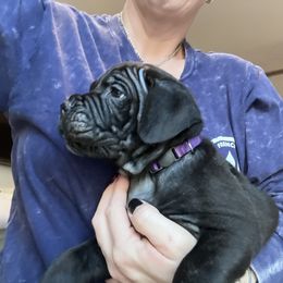 Cane Corso Puppies from Ragnarok kennels