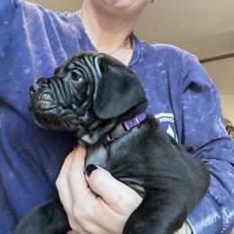 Cane Corso Puppies from Ragnarok kennels