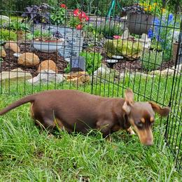 JOJO - Dachshund