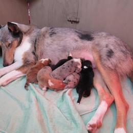 Collie Puppies from Arabella Collies