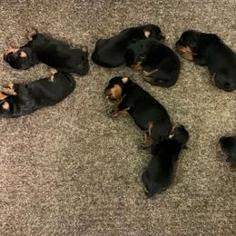Female 6 - Black and rust female Rottweiler puppy in Aspers, Pennsylvania from Vom Uberlegenen Rottweilers