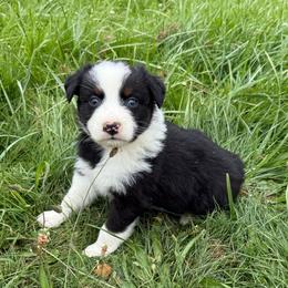 Buckaroo - Black tri-color male Australian Shepherd puppy in Otis, Oregon from Heritage Hill Aussies