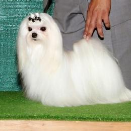Little - Maltese