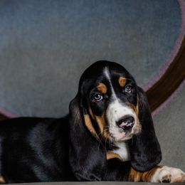 Rose - Black brown and white female Basset Hound puppy in Knoxville, Tennessee from Well Hounded Bassets