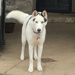 Siberian Huskies from Apple Oak Castle Siberians