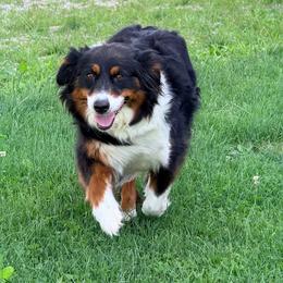 Peach - Australian Shepherd