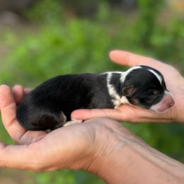 Latte - Black and tan female American Corgi puppy in Bayard, Nebraska from Puppies by Alies