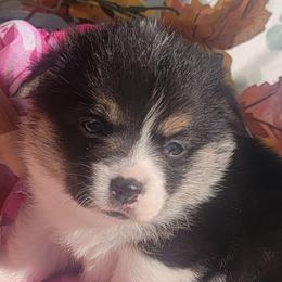 Pink camo bandana girl - Black and tan female Pembroke Welsh Corgi puppy in Cherokee, Oklahoma from MCS Farms-OK