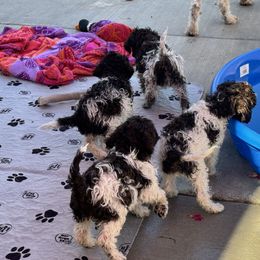 Lagotto Romagnolo Puppies from Anna’s Lagottos