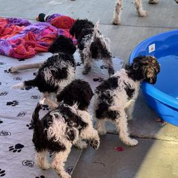 Lagotto Romagnolo Puppies from Anna’s Lagottos