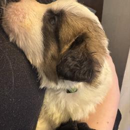 Mint miracle - White and brown female Saint Bernard puppy in Auburn, Washington from Sara’s Saint Bernards