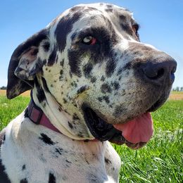 Great Danes from Haven Danes of Nebraska