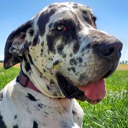 Great Danes from Haven Danes of Nebraska