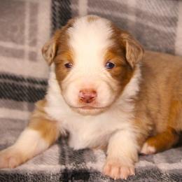 Fritz - Red merle male Miniature Australian Shepherd puppy in Menomonee Falls, Wisconsin from Hunt N Oaks