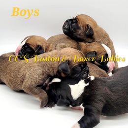 Boston Terrier and Boxer Puppies from CC's Boston & Boxer Babies