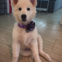 Berger Blanc Suisse and German Shepherd Puppies from Vom Hundhaus German Shepherds