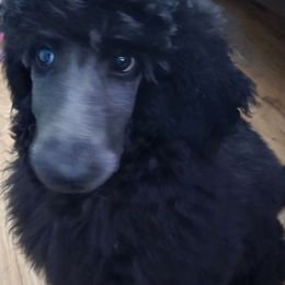 Girl 2 - Blue female Poodle puppy in Hammond, Maine from Meadow Mt Poodles of Maine