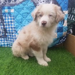 Australian Shepherd Puppies from Sarco Creek Ranch