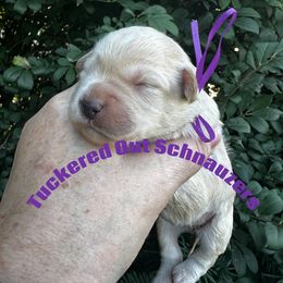 Merlot - Wheaten female Miniature Schnauzer puppy in Newark, Ohio from Tuckered Out Schnauzers