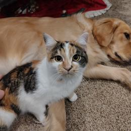 Golden Retriever All Grown Up from Agnes Vandegrift