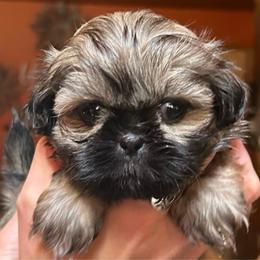 Twinkle - Gold female Shih Tzu puppy in Nekoosa, Wisconsin from Brox Acres House of Fur LLC