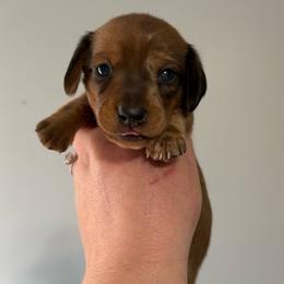 Grave Digger - Dapple male Dachshund puppy in Lebanon, Tennessee from Thomas Dachshunds