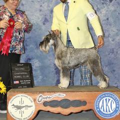ARISTELLA - Standard Schnauzer