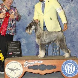 ARISTELLA - Standard Schnauzer