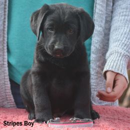 Beagle and Labrador Retriever Puppies from Jackpot Farms