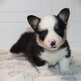 AKC Green ID Boy - Black and tan male Pembroke Welsh Corgi puppy in Ash Flat, Arkansas from Arkansas Corgis